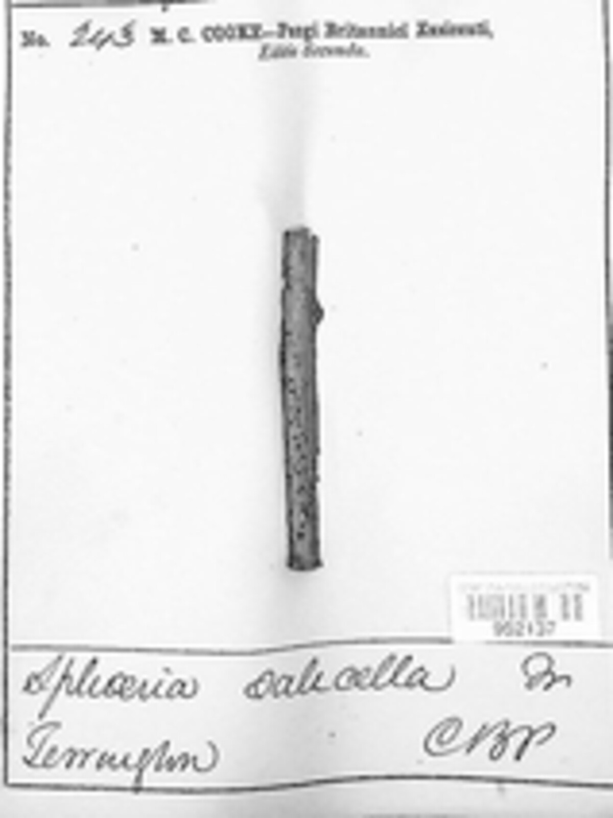 Cryptodiaporthe salicella image